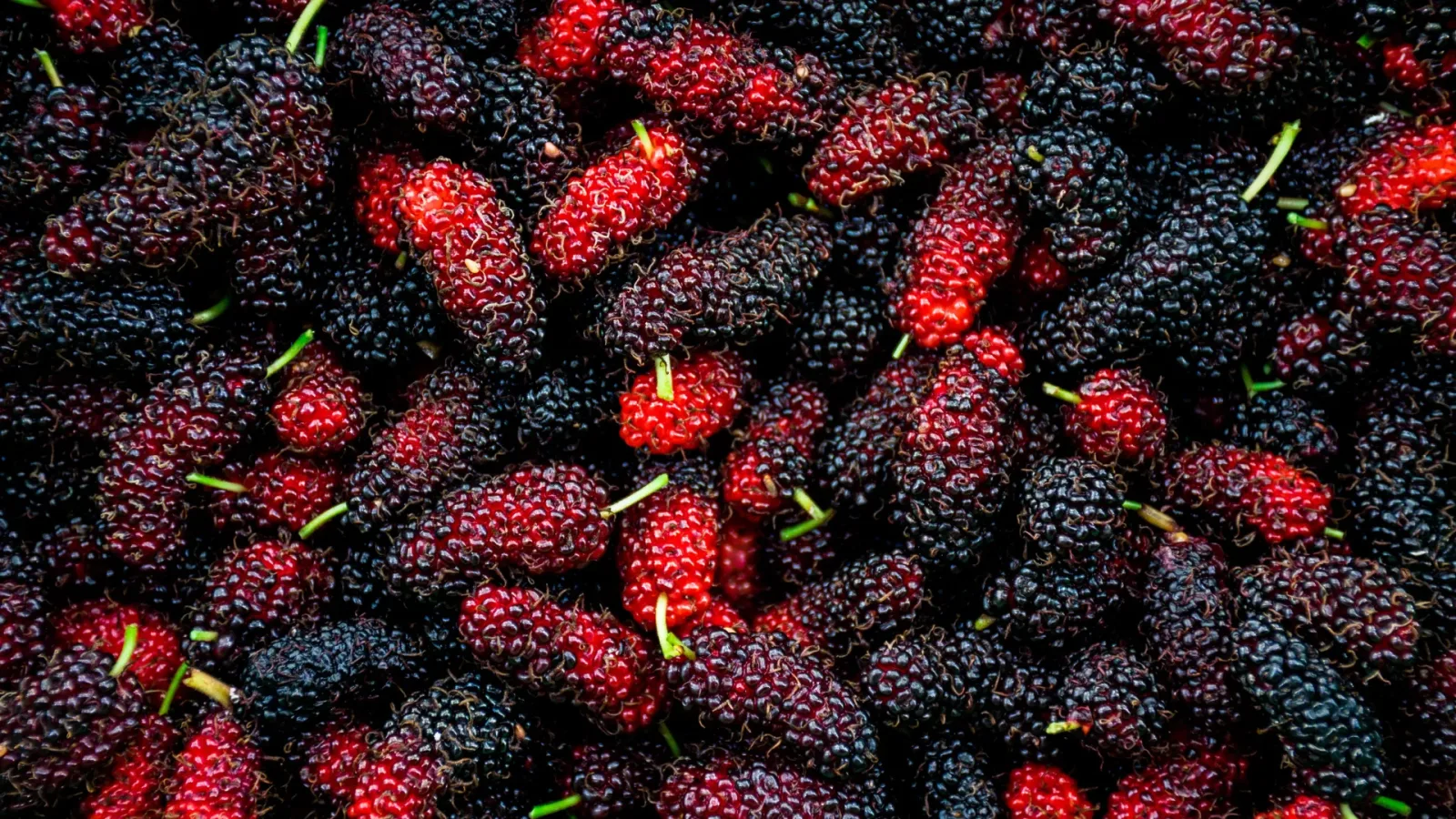 Mulberry'nin bağırsak bakterileri üzerindeki etkisi inceleniyor