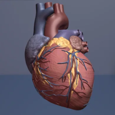 Estrojen reseptörü alfa, pulmoner hipertansiyonda sağ kalp fonksiyonunu koruyor