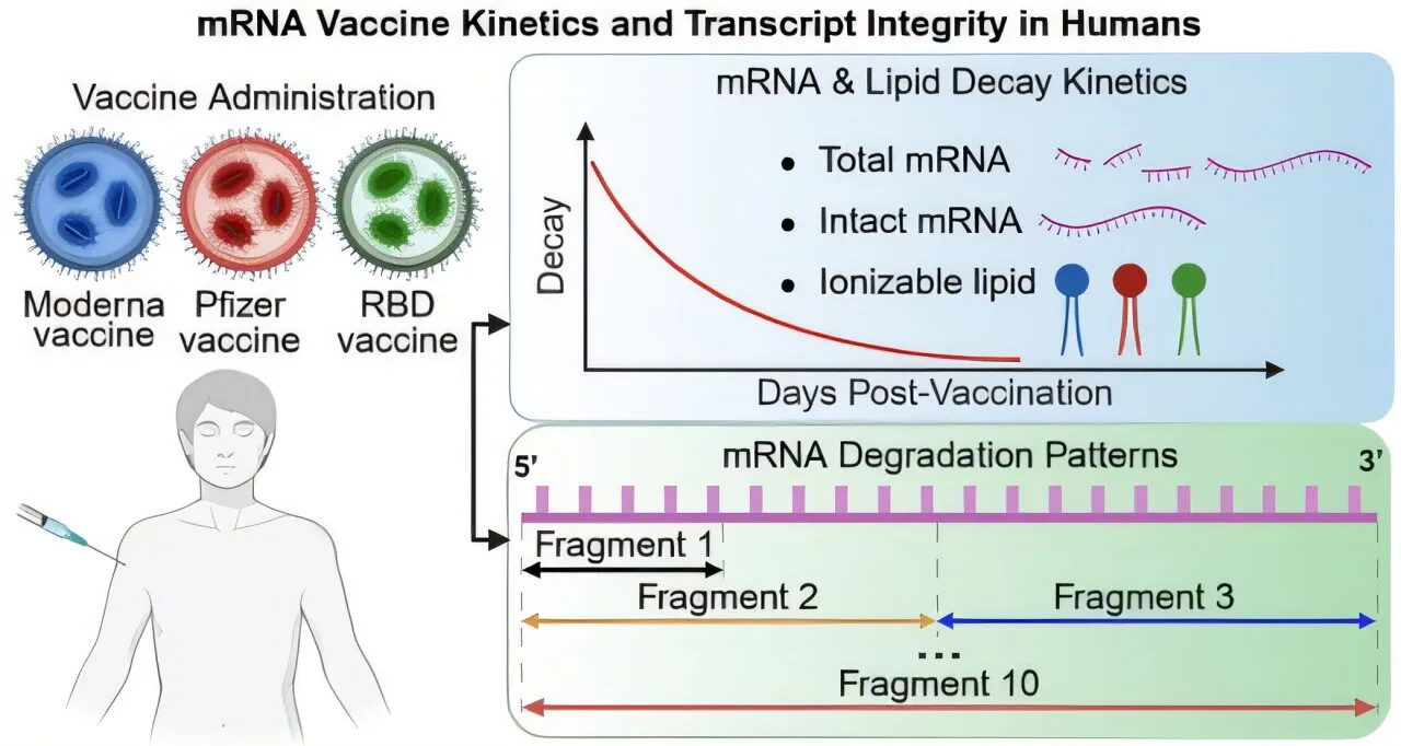 İnsan kanında üç mRNA aşı karşılaştırıldı: stabilite farkları ortaya çıktı