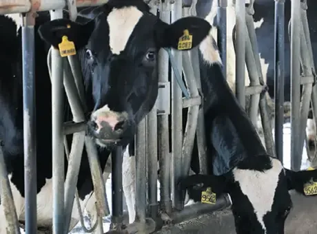 Hayvancılık İşletmeleri 5 Sınıfa Ayrılacak