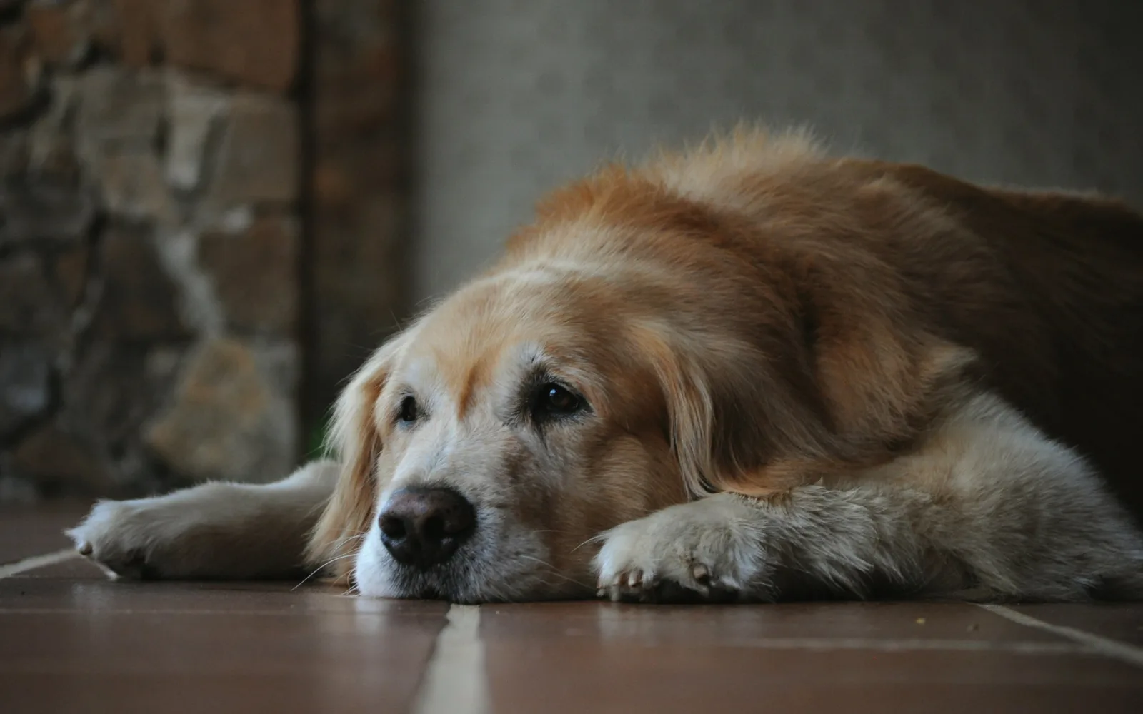 Yaşlı köpekler Alzheimer's araştırmalarına yeni ipuçları verebilir