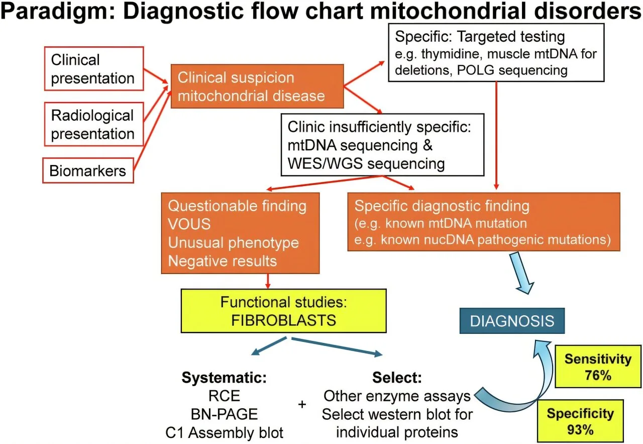 Mitochondrial Hastalığı Tanısında Daha Az İndirici Bir Yaklaşımların Geçerliliği Doğrulandı