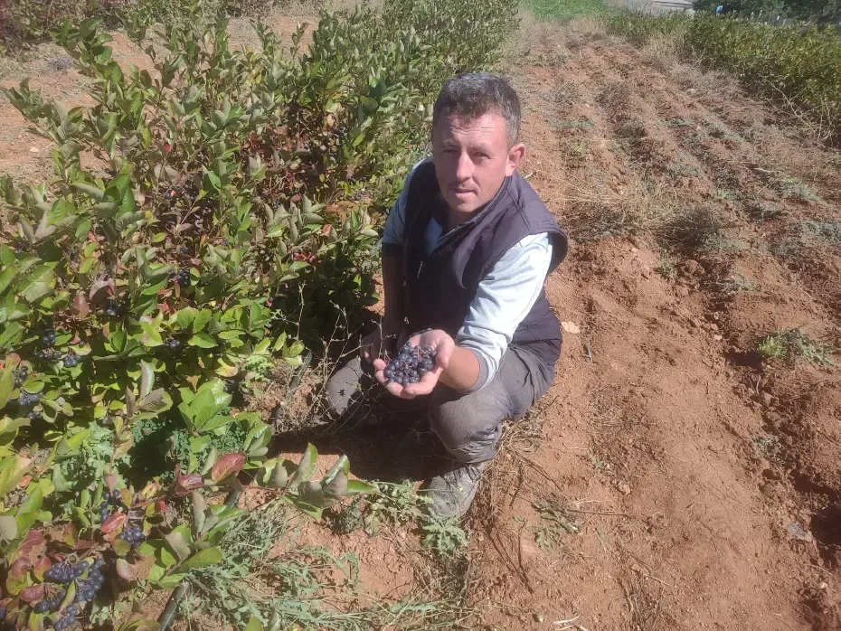 Antioksidan değeri yüksek aronya, Eskişehir'de toprakla buluştu