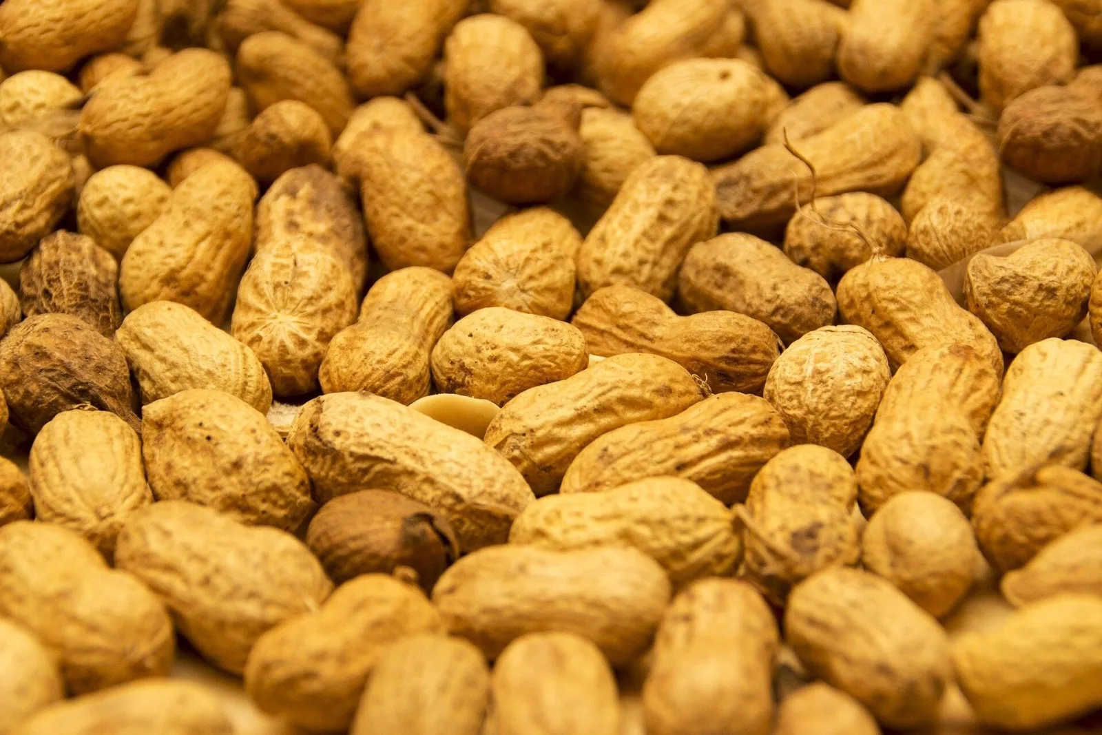 Fıstık tüketimi kan dolaşan lipid profilini etkiliyor