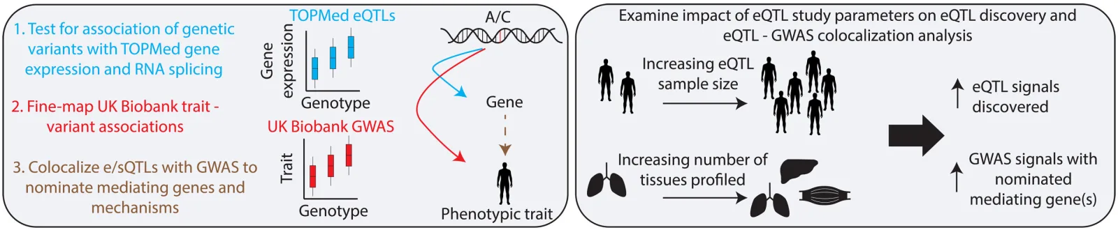 GWAS ile Genetik Varyantların İlişkili Özellikler Açıklanabiliyor